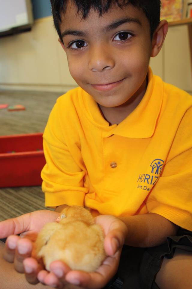 young boy in the Horizons program, holding a baby chick in his hands
